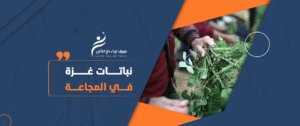 نباتات غزة